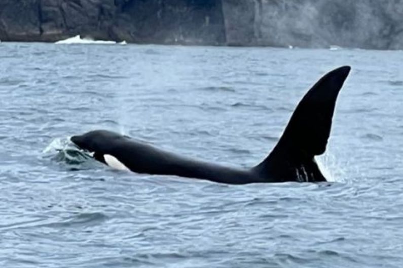 Two killer whales spotted by tourists on Dingle boat trip