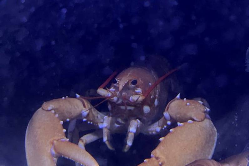 Rare orange lobster discovered off Galway ahead of All-Ireland final on display in Dingle