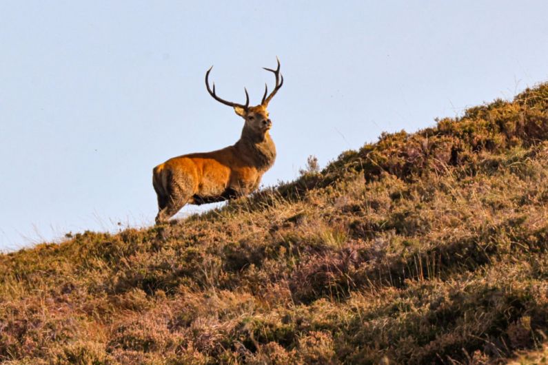 Irish Deer Commission says deer management units must be based on scientific evidence