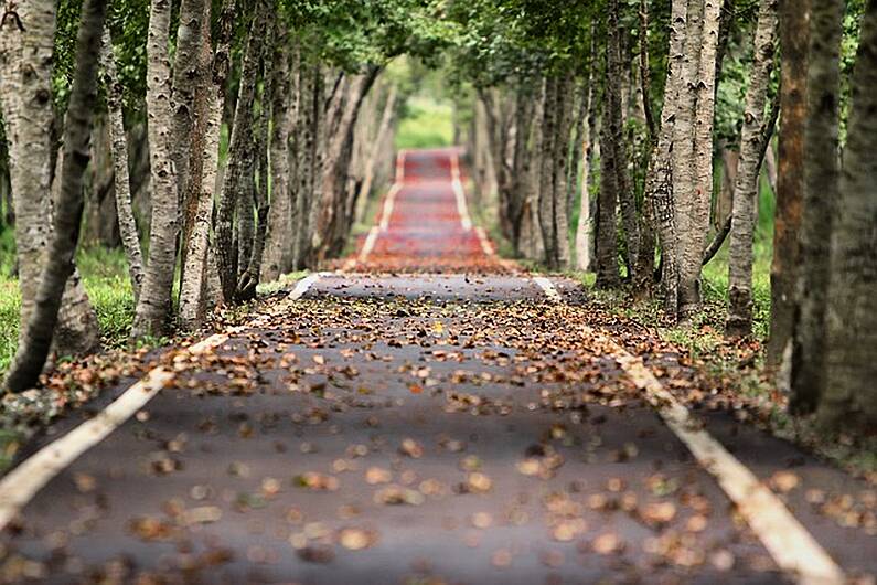 Calls for Kerry County Council to work with landowners to tackle dangerous trees