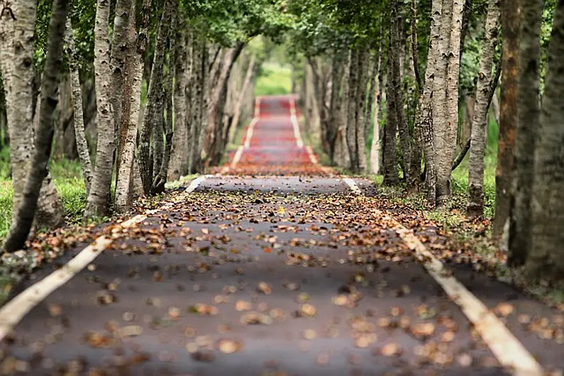 Calls for Kerry County Council to work with landowners to tackle dangerous trees