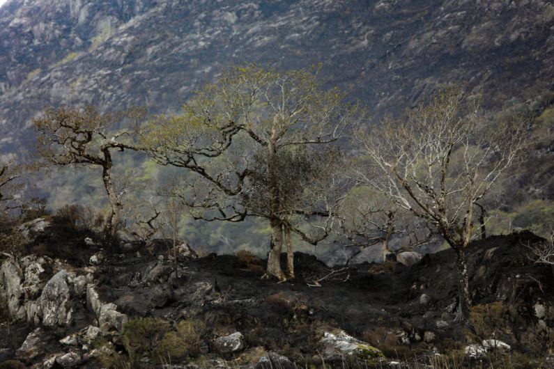 Nothing suspicious about Killarney National Park fire at this point in garda investigation