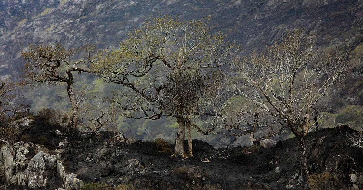 Action plan in place to prevent future wildfires in Killarney National Park - Vimarsana News