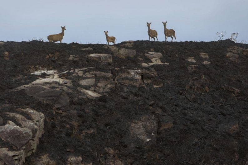Study on impact on biodiversity after Killarney National park fires