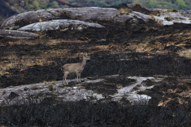 Deer Commission says culling in Kerry counterproductive after weekend's fires