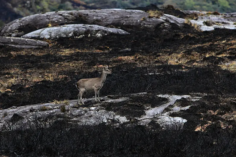 Killarney National Park Fires - Pictures