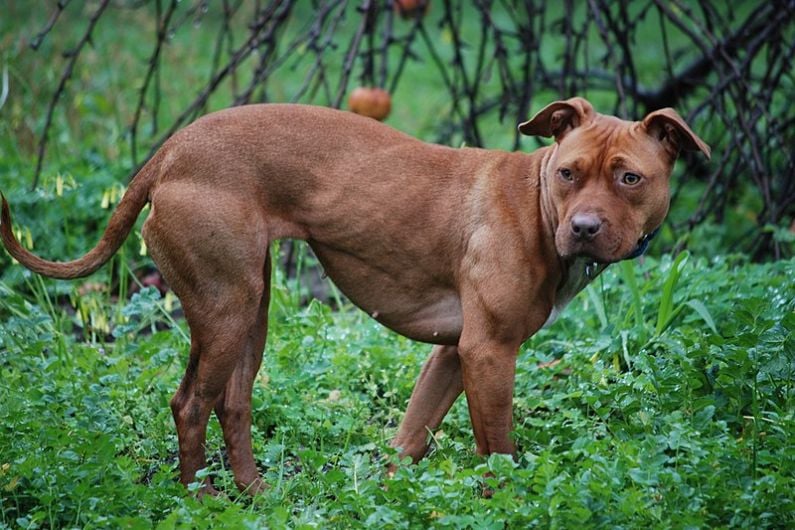 31 fines issued for restricted dog breeds off the lead in Kerry