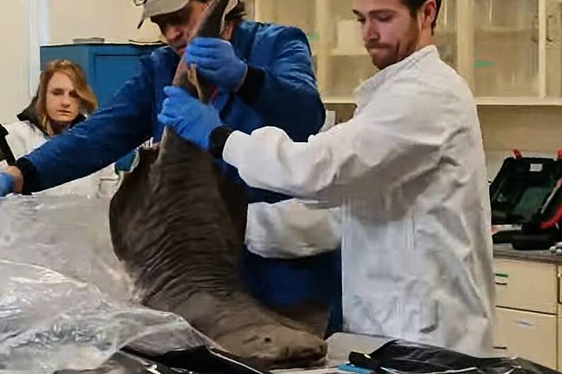 'Hugely important' dissection of critically endangered angel shark in MTU Kerry today