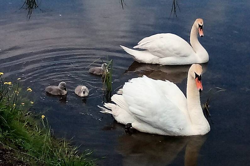 World Wetlands Day to be marked in Tralee on Wednesday