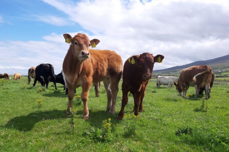 Meeting tonight in Iveragh Mart on future of suckler sector