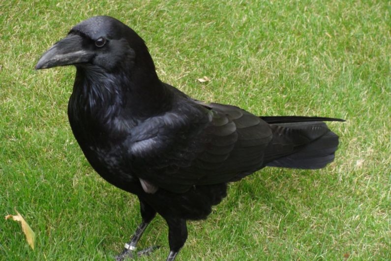 Case of avian flu confirmed in raven off Kerry coast