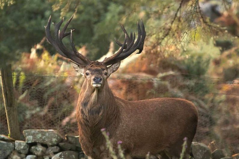 Grand Master Stag's presence should attract more visitors to Kerry