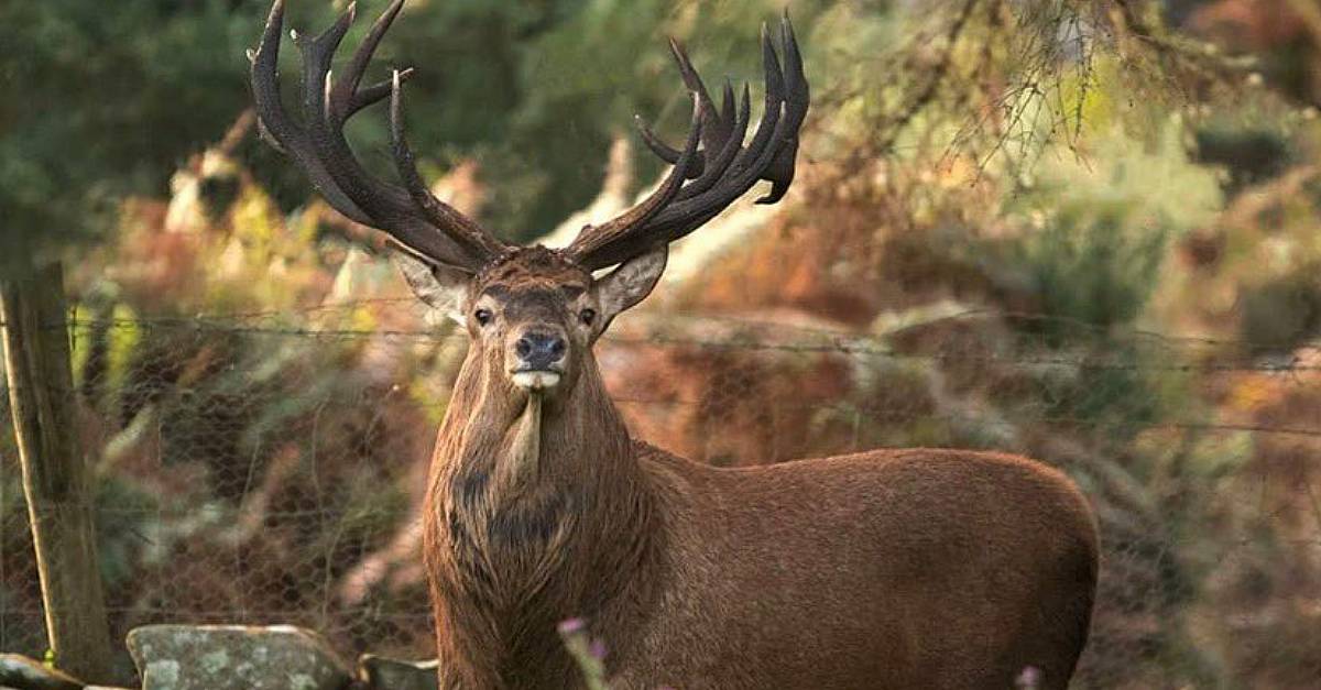 largest-deer-ever-seen-in-kerry-photographed-in-killarney-national-park