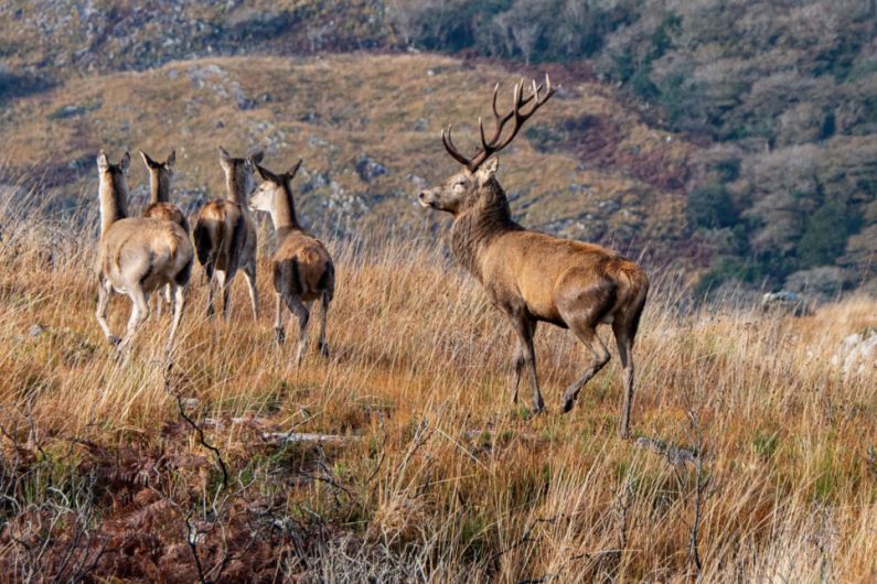 Over 400 licences to cull deer issued in Kerry in 2022