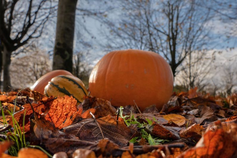 Killarney National Park rangers warn of dangers dumping pumpkins poses to small mammals