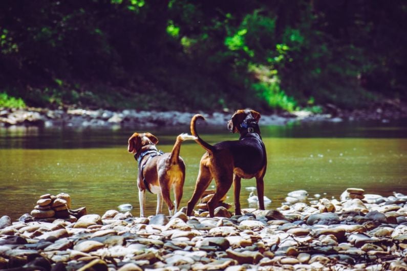 Over 10,600 dog licences issued in Kerry in first eight months of 2024