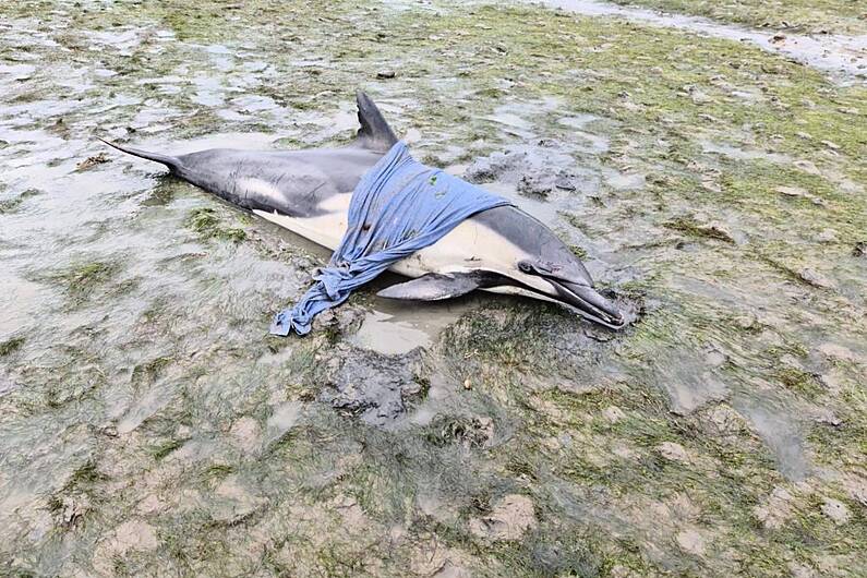 Over 100 people tried to rescue dolphin in Fenit last night