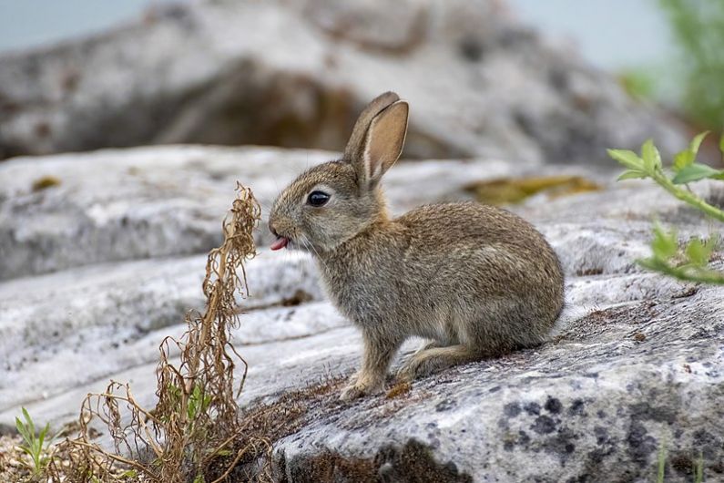 Rabbits damaging West Kerry graveyard