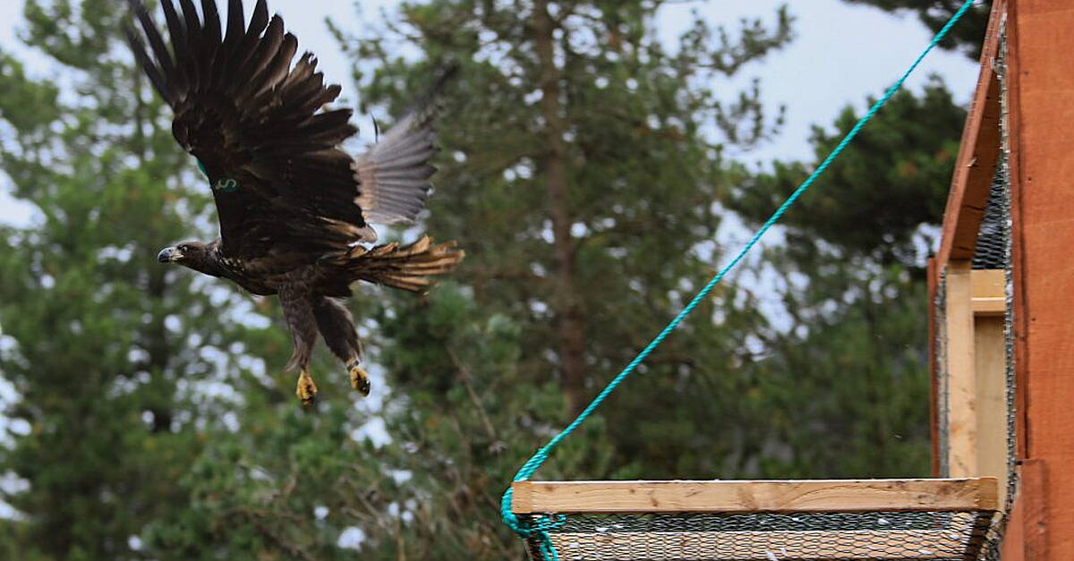 Norwegian-born White Tailed Eagle chicks released into the wild at four locations around Munster, - Vimarsana News