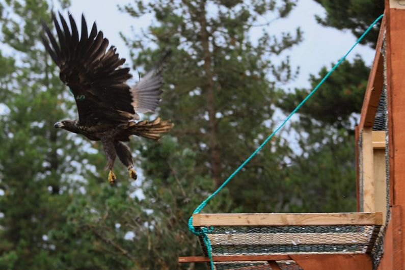 Norwegian-born White Tailed Eagle chicks released into the wild at four locations around Munster,