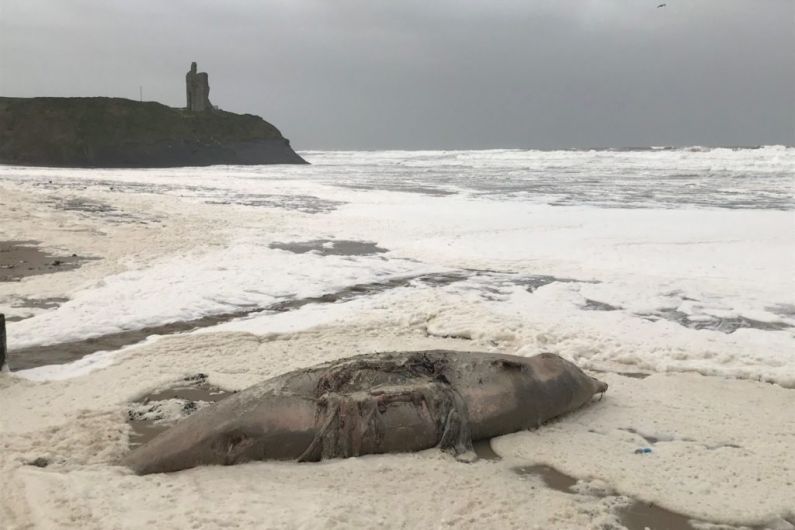 Experts say it’s unusual for whale species to be washed up