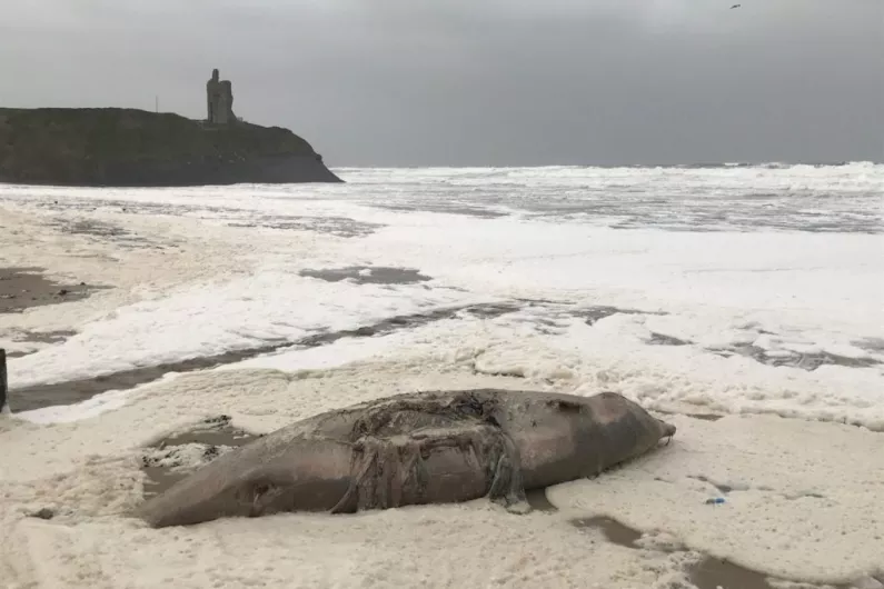 Experts say it&rsquo;s unusual for whale species to be washed up