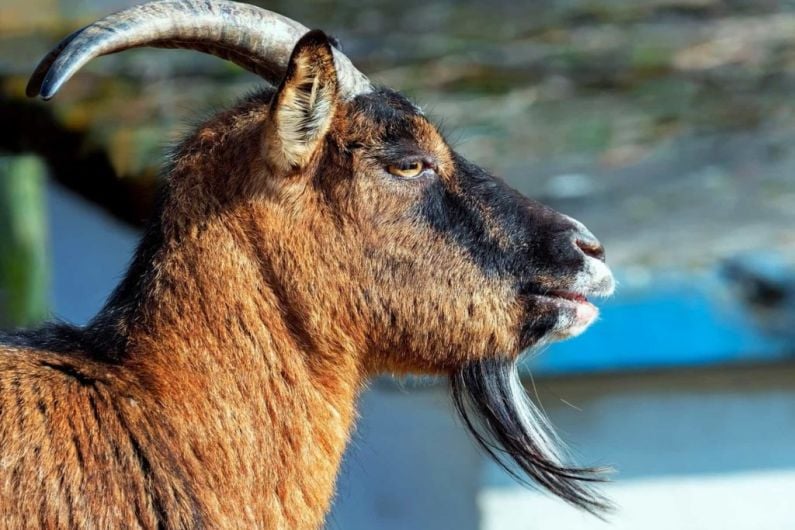 Wild goats causing problems in mid Kerry