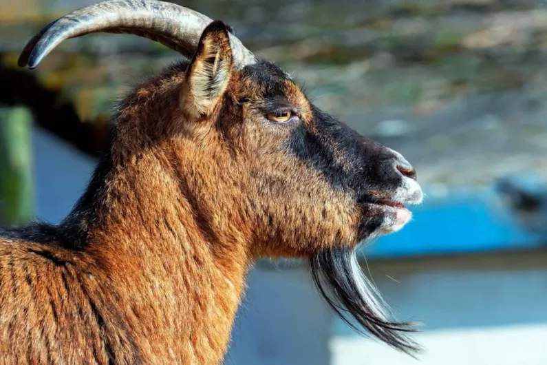 Kerry farmers whose lands are impacted by feral goats told to contact government bodies