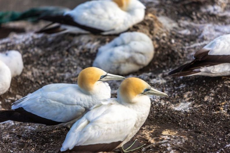 Four cases of avian influenza confirmed in wild birds in Kerry