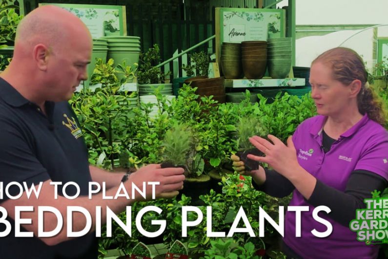 How to plant Bedding Plants | The Kerry garden Show | Episode 13