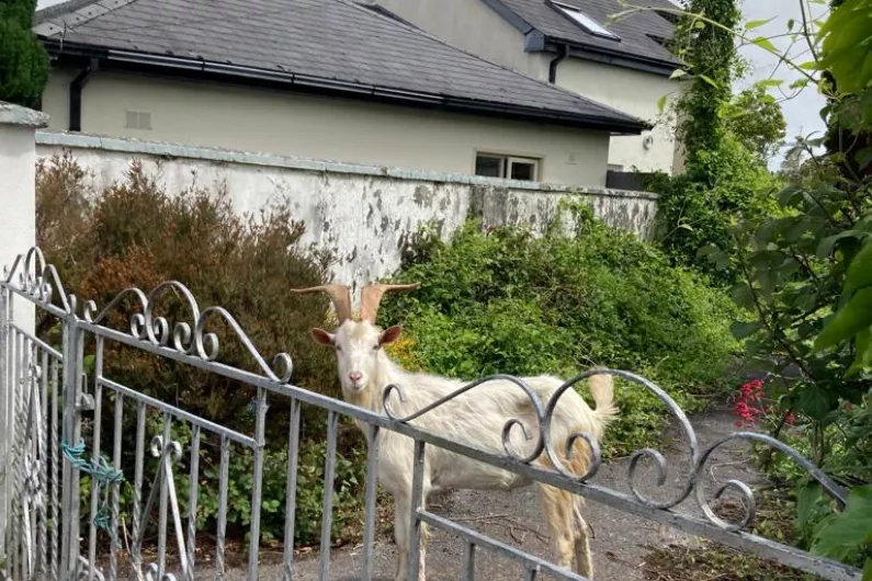 Goat roaming around Tralee