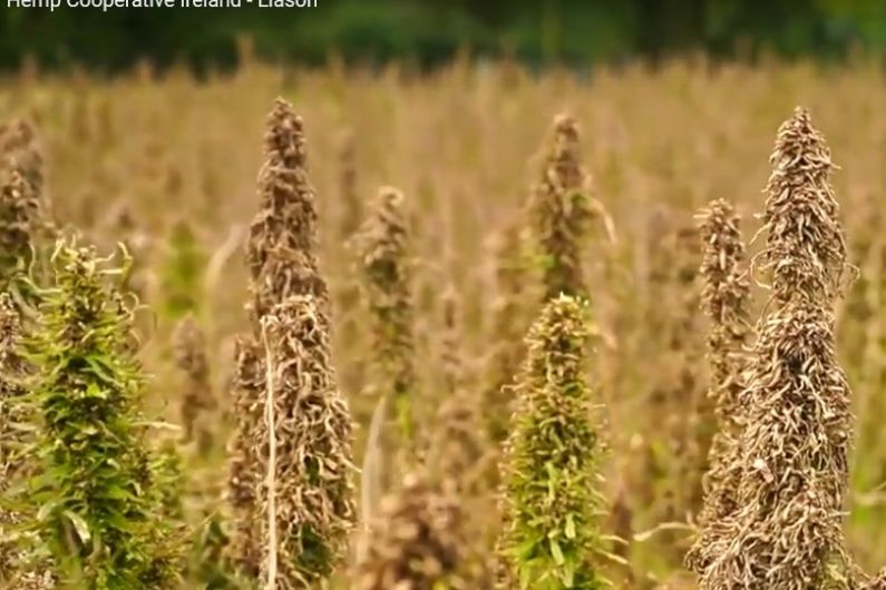 Kerry farmer says incomes of &euro;10,000/acre possible with hemp