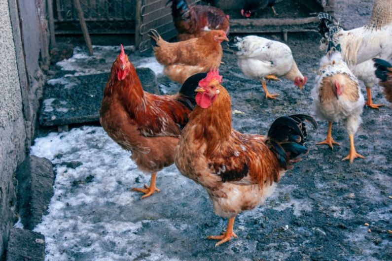 Kerry IFA animal health chair urges hen owners to register flock amid bird flu threat