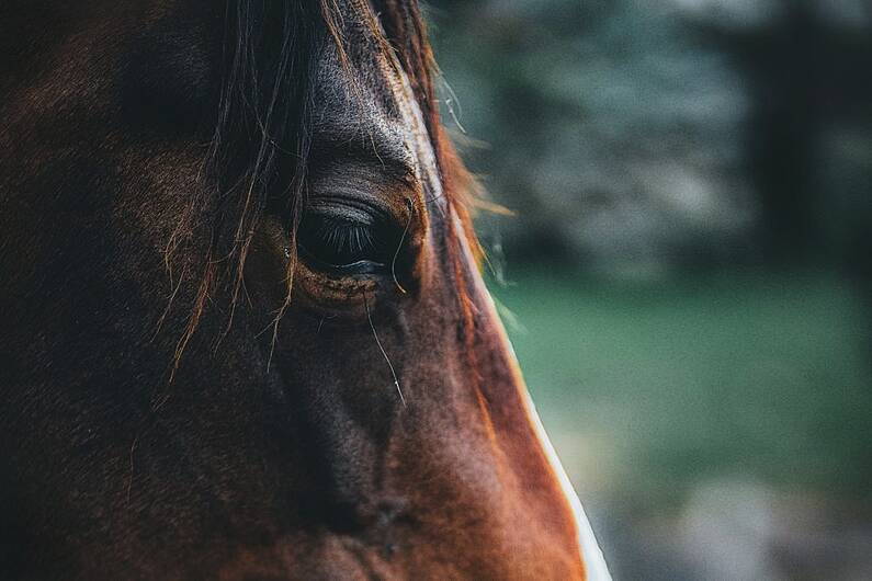 Over &euro;10,000 provided to Kerry County Council for control of horses since 2019