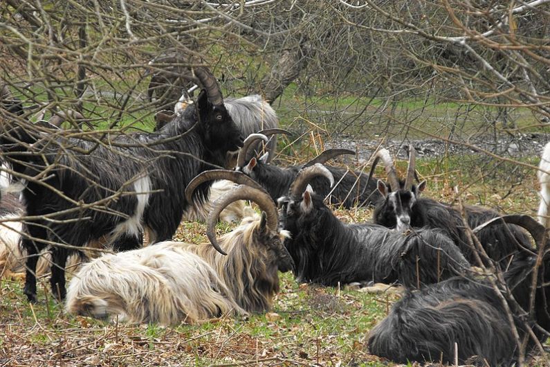Wild goats causing problems in mid Kerry