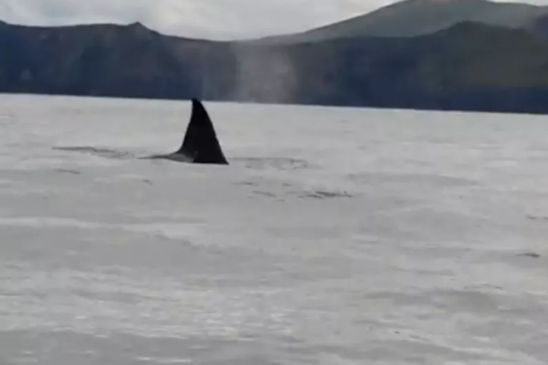 Killer whales spotted off Valentia Island