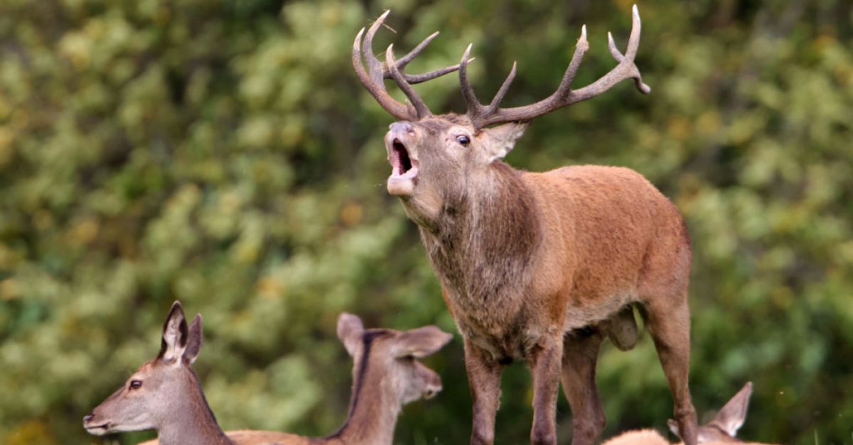 Renewed calls for cull after collision on main Cork-Kerry road involving deer | RadioKerry.ie