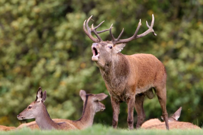 Minister says rate of deer culling at Killarney National Park to increase