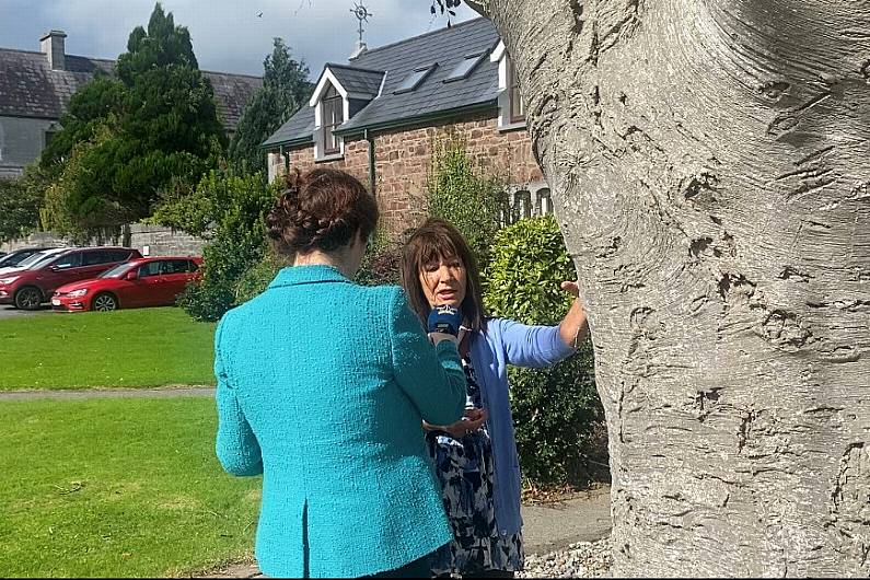 This Should be Tralee&rsquo;s Memorial Tree &ndash; September 21st, 2023