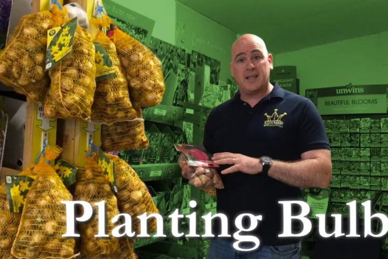 Planting Bulbs - All you need to know!