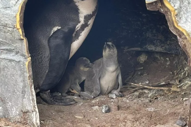 Excitement in Dingle as five baby penguins are born at Oceanworld Aquarium