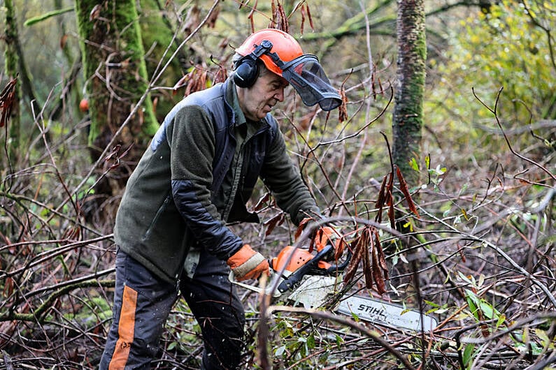 New video released showing efforts to combat rhododendron in Killarney National Park