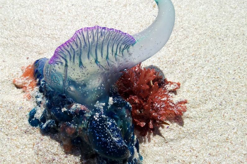 Warning issued to beach goers about deadly jellyfish in Kerry