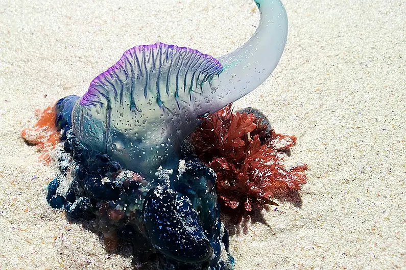 Warning issued to beach goers about deadly jellyfish in Kerry