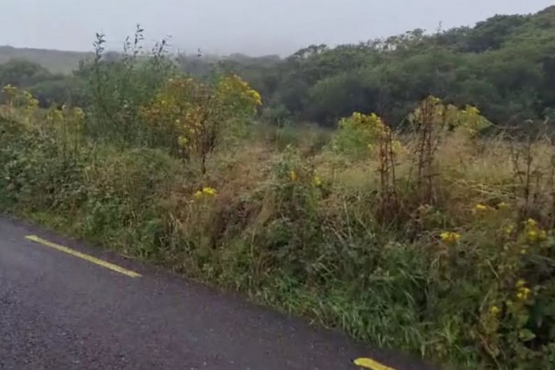 Kerry County Council says stopping spread of ragwort on roadsides can present challenges