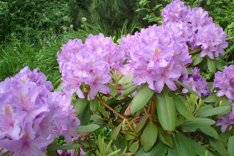 Conference to focus on management of rhododendron