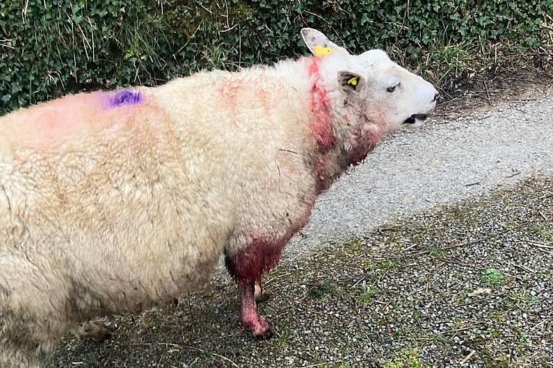 Renewed calls for dog owners to be responsible after latest sheep kill in Kerry