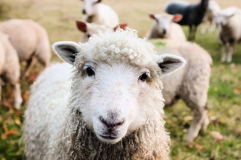 South Kerry farmer calls for signs warning owners to keep dogs on leads following attack on sheep