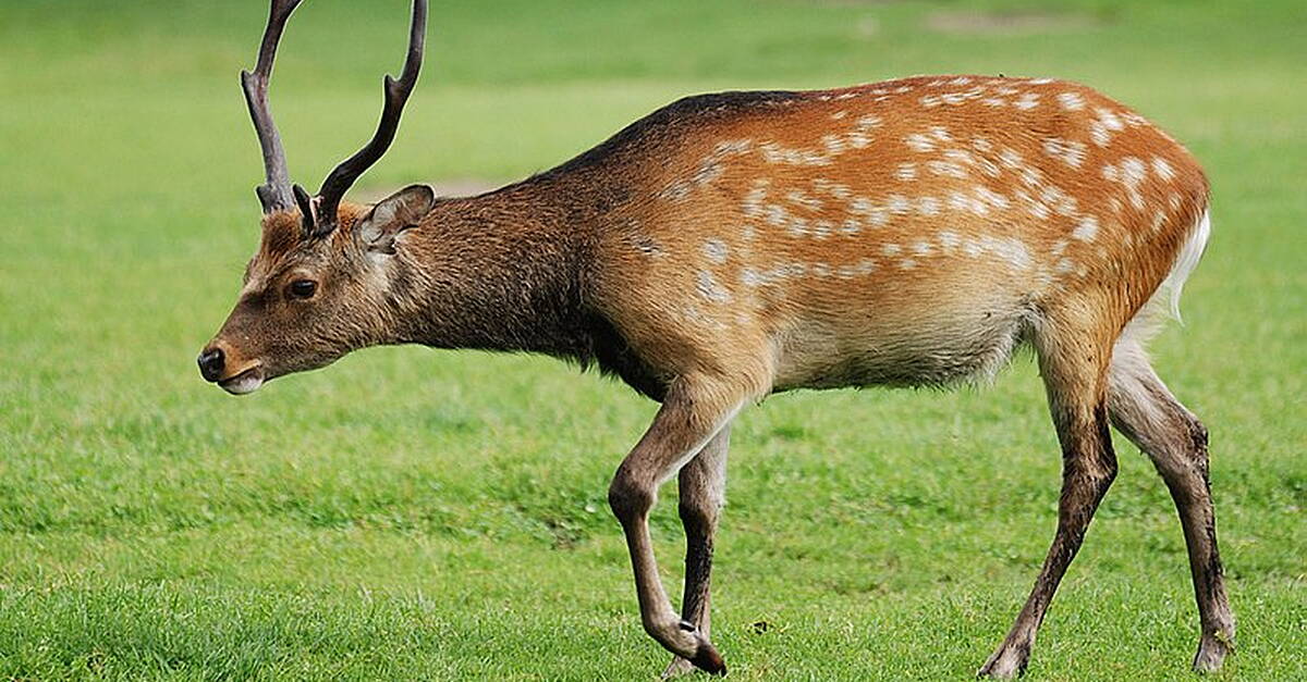 Calls for compensation for people whose private property is damaged by deer - Vimarsana News