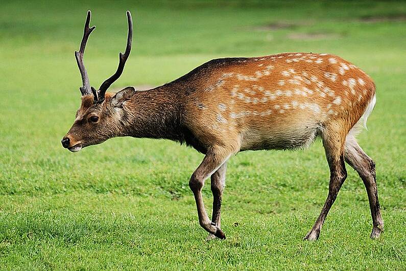 Almost 300 deer culled in Killarney National Park in 2024